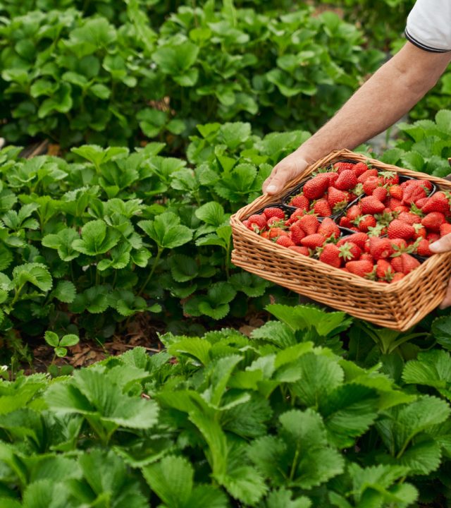 Close up of senior gardener in uniform picking fresh ripe strawberries at greenhouse. Aged man harvesting seasonal berries on fresh air.